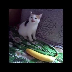 Meet your Posher, Corina